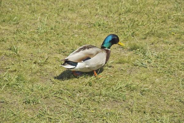 Pato salvaje en la hierba en un día de verano. Concepto de protección de los animales salvajes y del medio ambiente . —  Fotos de Stock