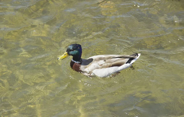 Vadkacsa a vízben egy nyári napon. A vadon élő állatok és a környezet védelmének koncepciója. — Stock Fotó