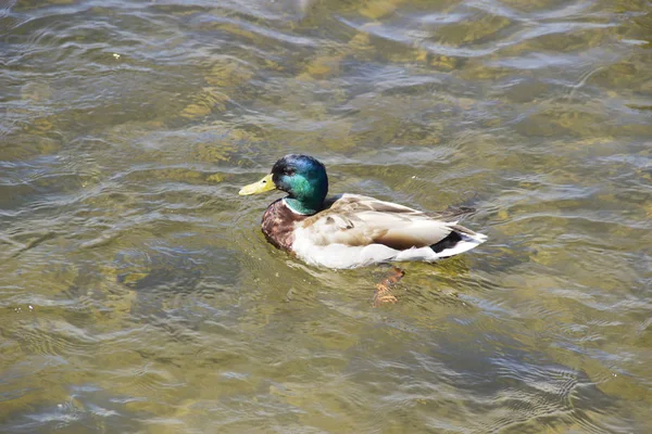 Wild duck in the water on a summer day. The concept of protection of wild animals and the environment. — Stock Photo, Image