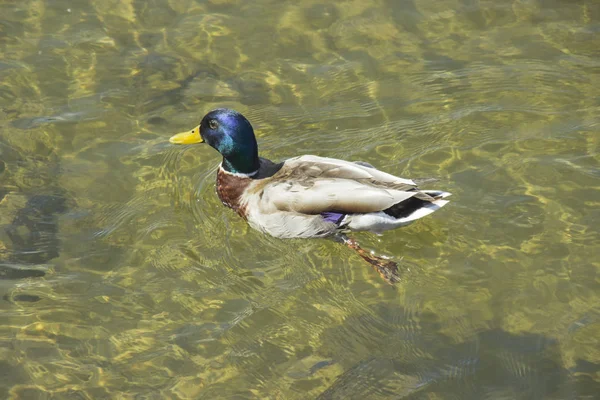 Pato salvaje en el agua en un día de verano. Concepto de protección de los animales salvajes y del medio ambiente . —  Fotos de Stock