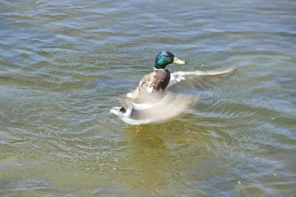 El pato salvaje sale del agua. Concepto de protección de los animales salvajes y del medio ambiente . —  Fotos de Stock