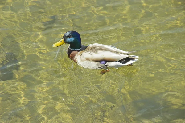 Vadkacsa a vízben egy nyári napon. A vadon élő állatok és a környezet védelmének koncepciója. — Stock Fotó