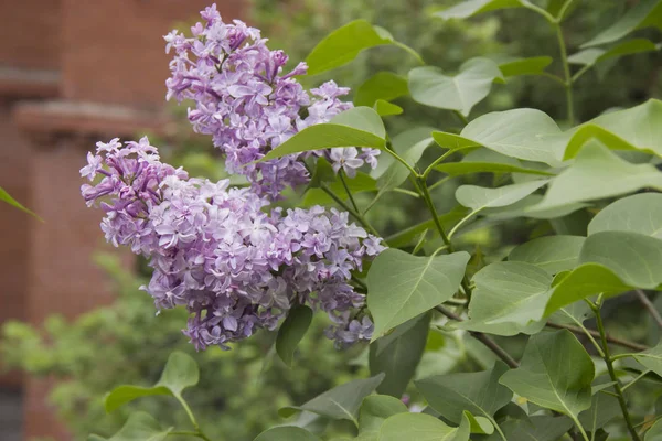 Lilac flowers . Lilac blossom in spring scene. Spring blooming lilac flowers.
