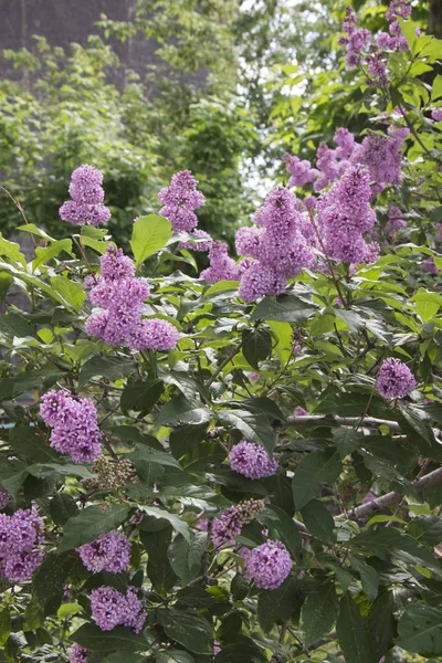 Lilac flowers . Lilac blossom in spring scene. Spring blooming lilac flowers.