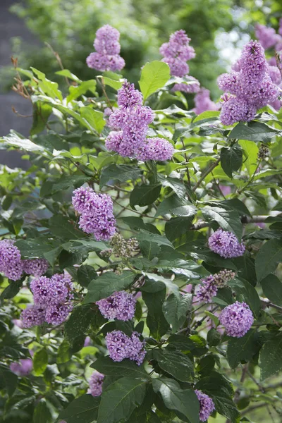 Fleurs de lilas. Le lilas fleurit au printemps. Printemps floraison fleurs lilas . — Photo