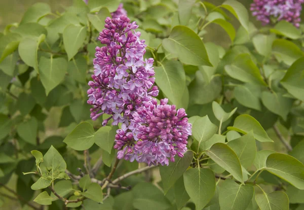 Lilac flowers . Lilac blossom in spring scene. Spring blooming lilac flowers.