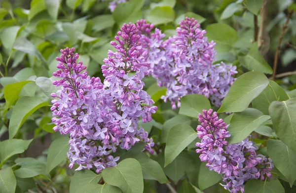 Lilac flowers . Lilac blossom in spring scene. Spring blooming lilac flowers.