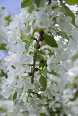 Beyaz çiçeklerle açan güzel elma ağacı.