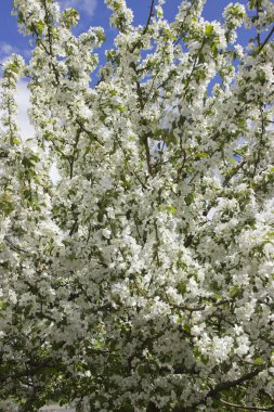 Beyaz çiçeklerle açan güzel elma ağacı.