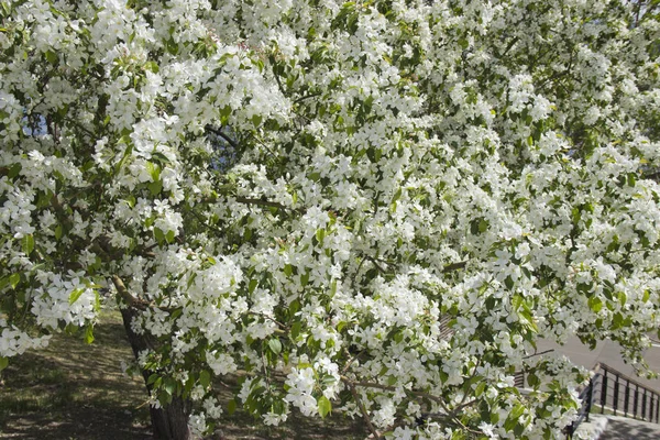 Hermoso manzano en flor con flores blancas . —  Fotos de Stock