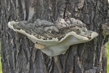 Ağaçtaki ormanda mantar Chaga büyür