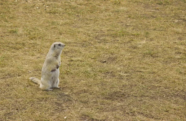 Gopher Wild Nature Gophers Climbed Out Hole Lawn Furry Cute — Stock Photo, Image