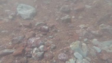 kayalık ve çamurlu alt sualtı çekim