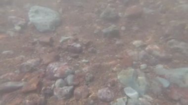 kayalık ve çamurlu alt sualtı çekim