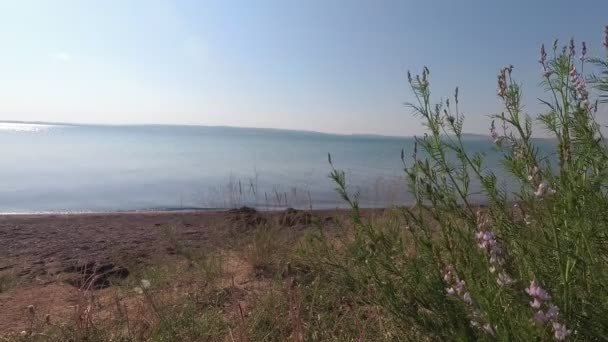 Erba steppa ondeggiante nel vento sulla riva del lago — Video Stock