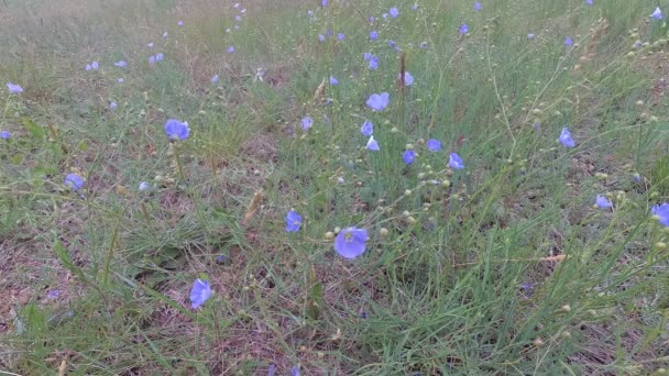 Flores azules de la estepa balanceándose en el viento — Vídeos de Stock
