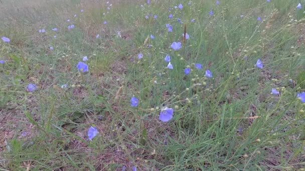 風に揺れる青い草原の花 — ストック動画