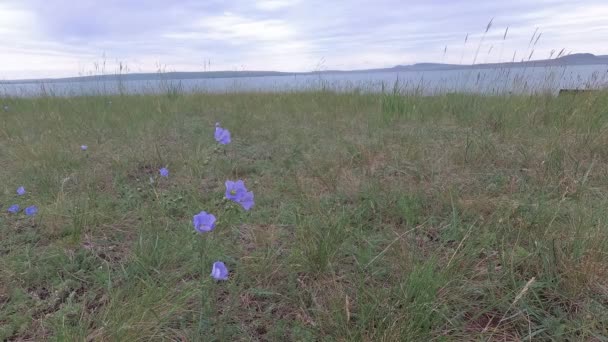 Blue steppe flowers swaying in the wind — стоковое видео