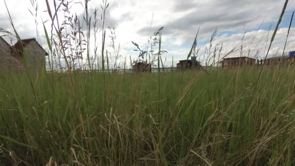 Steppe grass swaying in the wind in daylight — Stock Video