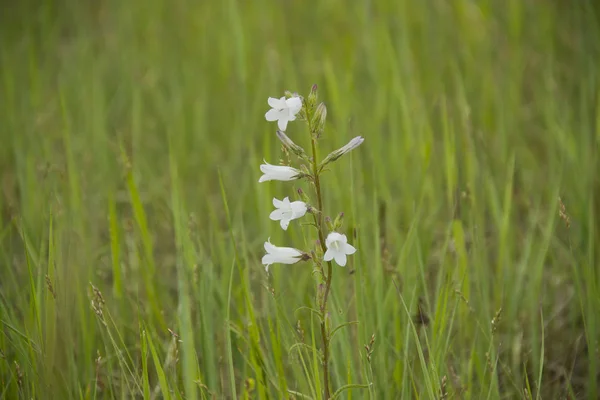 Flor sino branco entre a grama — Fotografia de Stock