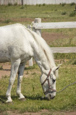 Güzel beyaz at yaz aylarında çayırda otlatma