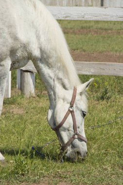 Güzel beyaz at yaz aylarında çayırda otlatma