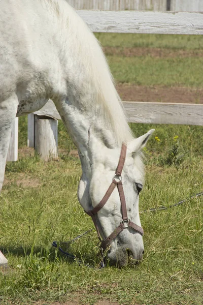 Belo cavalo branco pastando no prado no verão — Fotografia de Stock