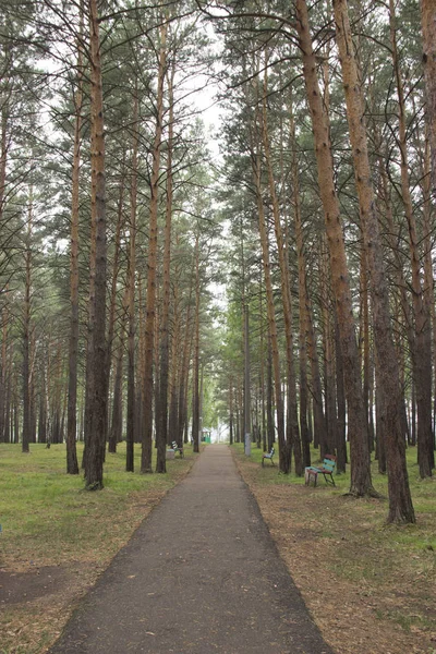 stock image paved path in the Park with tall pines on a summer day