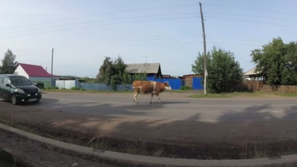 Rusland, Krasnojarsk, 2019 juli: een koe die door de straat loopt interfereert met de beweging van auto's. — Stockvideo