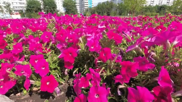 Fiori Petunia Rosa Viola Vicino Fiori Ondeggianti Nel Vento — Video Stock