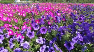 pembe ve mor petunya çiçekleri yakın, çiçekler rüzgarda sallanan