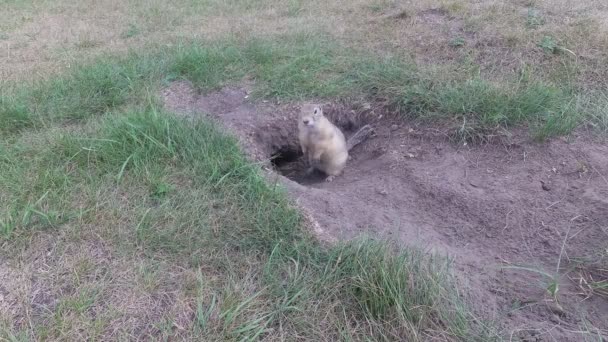 Gopher in de buurt van zijn gat eet maïs stok — Stockvideo