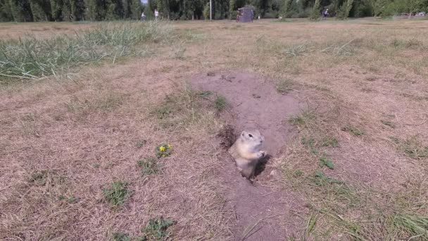 Gopher Its Hole Eats Food — Stock Video