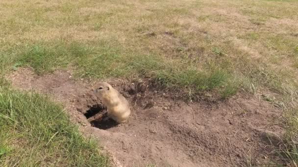 Gopher Der Nähe Seines Lochs Frisst Das Futter — Stockvideo