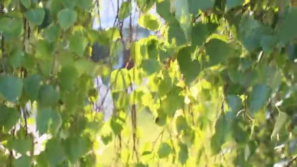 Grünes Laub Sonnenlicht Wind Schwankende Äste — Stockvideo