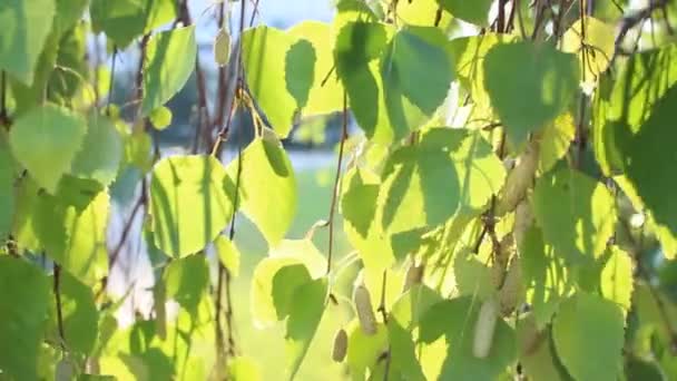 Zielone Liście Słońcu Gałęzie Kołyszące Się Wiatr — Wideo stockowe