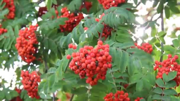 Rowan branches with ripe fruits close-up. Red rowan berries on the rowan tree branches, ripe rowan berries closeup and green leaves. — Stock Video