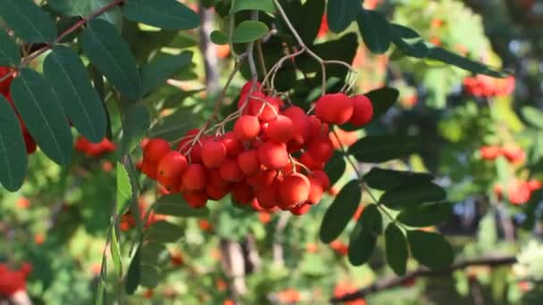 Olgun meyveli Rowan dalları. Kükremiş ağaç dallarında kırmızı yaban mersini, olgun kızılcık üzümleri yakın çekim ve yeşil yapraklar.. — Stok video