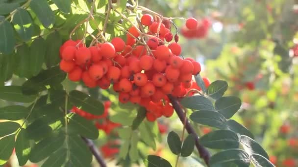 Ramos de Rowan com frutas maduras close-up. Frutas rowan vermelhas nos galhos da árvore rowan, bagas rowan maduras closeup e folhas verdes. — Vídeo de Stock