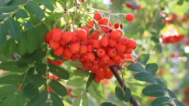 Rowan grenar med mogna frukter närbild. Röda rönnnnnnnnnnnnnnnnbär på rönnnnnens grenar, mogna rönnnnnnnnbär närbild och gröna blad. — Stockvideo