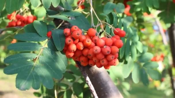 Ramas de Rowan con frutos maduros de cerca. Bayas rojas del rowan en las ramas del rowan, bayas maduras del rowan primer plano y hojas verdes. — Vídeos de Stock