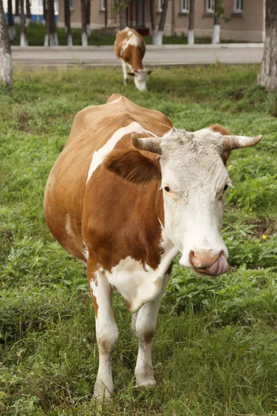 Vaca sobre hierba verde. vaca en el parque a la luz del día — Foto de Stock