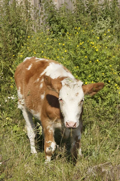Krowa na zielonej trawie. krowy w parku w świetle dziennym — Zdjęcie stockowe