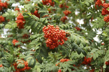 Rowan Bush gün ışığında, sonbahar günü