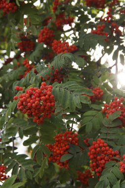 Rowan Bush gün ışığında, sonbahar günü