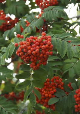 Rowan Bush gün ışığında, sonbahar günü