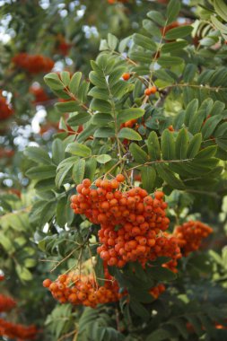 olgun Rowan yakın çekim demetleri. Bulanık odaklama