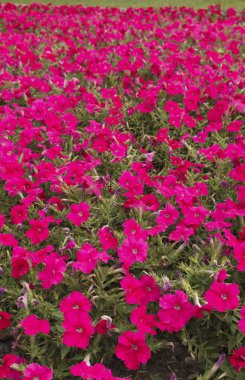 parlak petunyayaz günü büyük bir alan, bulanık arka plan