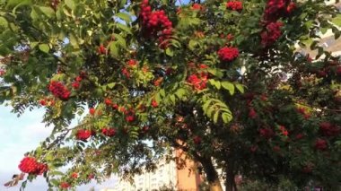 rüzgarda sallanan Rowan demetleri, sıcak hafif güneş ışığı içinde Rowan