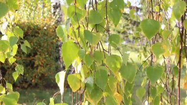 sararmış huş rüzgarda sallanan yaprakları, sonbahar Güneşli gün